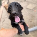 Kaya – Hund aus Bosnien bei Shield of Dogs