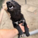 Kaya – Hund aus Bosnien bei Shield of Dogs