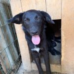 Roki – Hund aus Bosnien bei Shield of Dogs