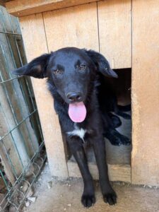 Roki – Hund aus Bosnien bei Shield of Dogs