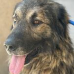 Odin – Hund aus Bosnien bei Shield of Dogs