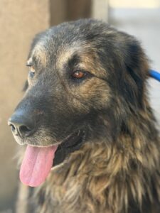 Odin – Hund aus Bosnien bei Shield of Dogs