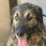 Odin – Hund aus Bosnien bei Shield of Dogs