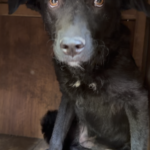Xena – Hund aus Bosnien bei Shield of Dogs