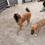 Malena – Hund aus Bosnien bei Shield of Dogs