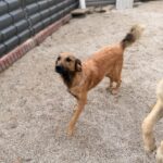 Malena – Hund aus Bosnien bei Shield of Dogs