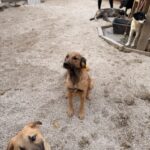 Malena – Hund aus Bosnien bei Shield of Dogs