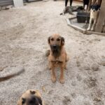 Malena – Hund aus Bosnien bei Shield of Dogs