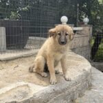 Cataleya – Hund aus Bosnien bei Shield of Dogs