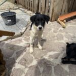 Namenslos Schwarz weiß – Hund aus Bosnien bei Shield of Dogs