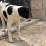 Namenslos Schwarz weiß – Hund aus Bosnien bei Shield of Dogs
