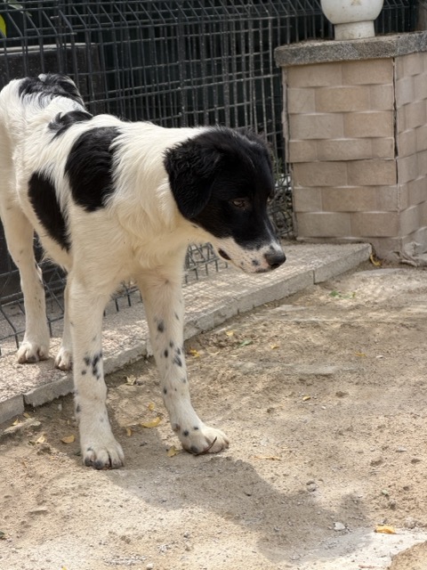 Namenslos Schwarz weiß – Hund aus Bosnien bei Shield of Dogs