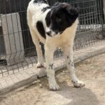 Namenslos Schwarz weiß – Hund aus Bosnien bei Shield of Dogs