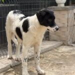 Namenslos Schwarz weiß – Hund aus Bosnien bei Shield of Dogs
