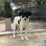 Namenslos Schwarz weiß – Hund aus Bosnien bei Shield of Dogs