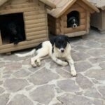 Namenslos Schwarz weiß – Hund aus Bosnien bei Shield of Dogs