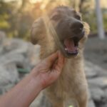Cataleya – Hund aus Bosnien bei Shield of Dogs