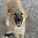 Cataleya – Hund aus Bosnien bei Shield of Dogs